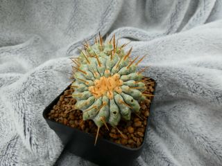 Copiapoa cinerea v.  alba / Los Lomitas - Chile / 196m - rare plant - graftet 6