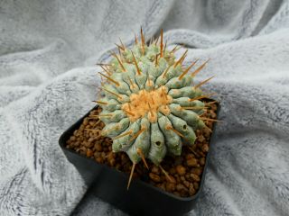 Copiapoa cinerea v.  alba / Los Lomitas - Chile / 196m - rare plant - graftet 7