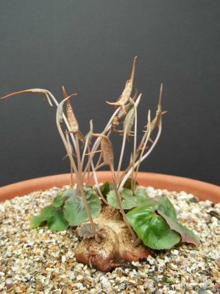 Dorstenia Barnimiana @j@ Rare Succulents Caudex Exotic Caudiciform Seed 15 Seeds