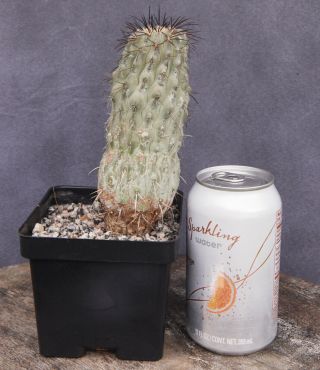 Copiapoa Cinerea Dealbata Cactus Rare Live Plant Old Specimen Chile