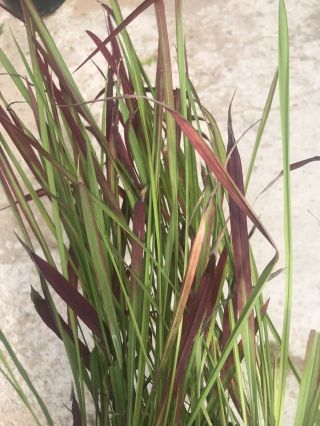 Japanese Blood Grass - Live Plant 1 - Gallon Pot Rare Easy To Grow