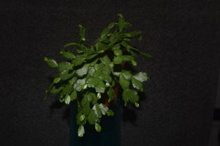 Schlumbergera russeliana 3 firm cuttings 3 clones rare epiphytic cactus Brazil 3
