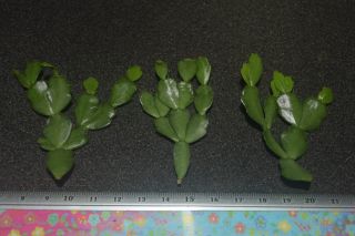 Schlumbergera russeliana 3 firm cuttings 3 clones rare epiphytic cactus Brazil 5