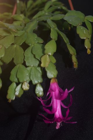 Schlumbergera russeliana 3 firm cuttings 3 clones rare epiphytic cactus Brazil 6