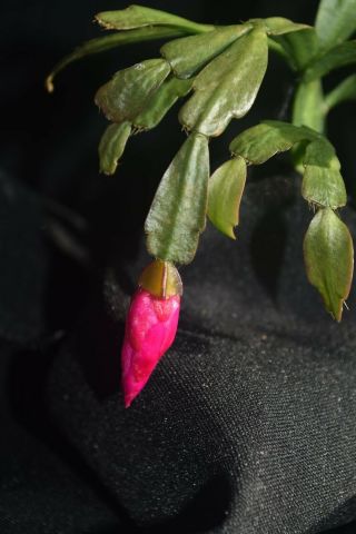 Schlumbergera russeliana 3 firm cuttings 3 clones rare epiphytic cactus Brazil 7