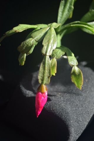 Schlumbergera russeliana 3 firm cuttings 3 clones rare epiphytic cactus Brazil 8
