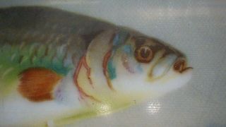 ANTIQUE VINTAGE FISH PLATE TROUT RARE 7 1/2 