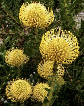 Protea Pin Cushion Yellow Rare Live Plant About A Foot Long Fresh