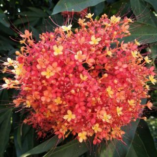 10 Fresh Seed Saraca Asoca Ashoka Water Tree Orange Flower Rare From Thai