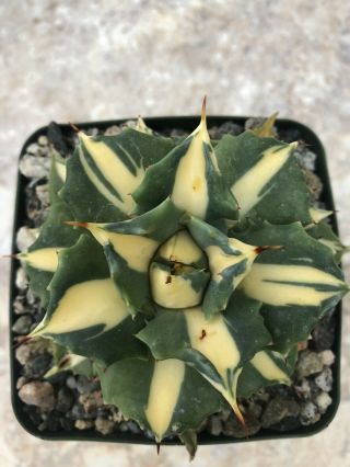 Unique And Rare Succulent Plant Agave Isthmensis 
