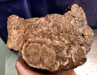 Reilly’s Rocks: Arizona Petrified Wood W/rare Polyrporites Wardii Fungus 4.  75 Lb