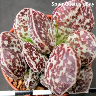 Adromischus Marianiae Cv.  Bryan Makin 3/3 King Size Rare Succulent Plant 21/7