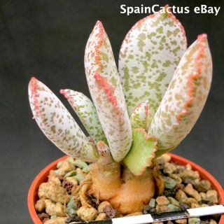 Adromischus Schuldtianus Ssp.  Schuldtianus “spotted” Rare Succulent Plant 21/7