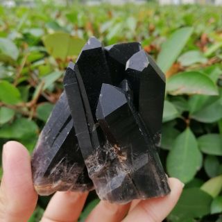 260g Natural Beauty Rare Black Quartz Crystal Cluster Mineral Specimen Fca487