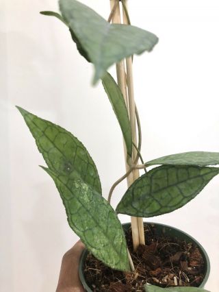 Hoya Finlaysonii Big Leaves - Very Rare Over 20” Long