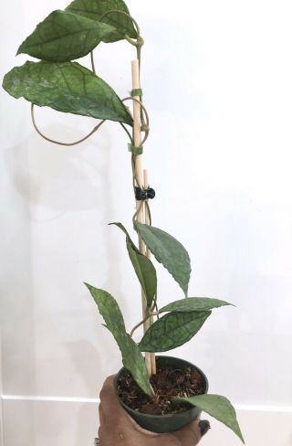 Hoya finlaysonii big leaves - Very Rare Over 20” Long 2
