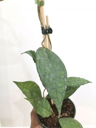 Hoya finlaysonii big leaves - Very Rare Over 20” Long 3