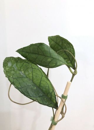 Hoya finlaysonii big leaves - Very Rare Over 20” Long 4