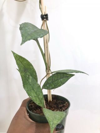 Hoya finlaysonii big leaves - Very Rare Over 20” Long 5