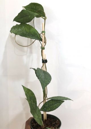 Hoya finlaysonii big leaves - Very Rare Over 20” Long 6