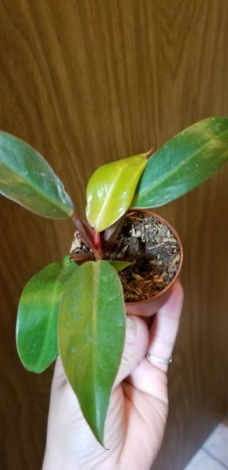 Philodendron - Prince Of Orange.  [house Plants,  Rare,  Tropical,  Terrarium,  Vivarium