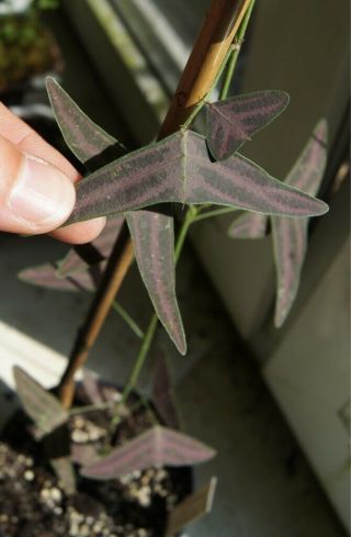 Christia Vespertilionis - 10 Seeds - Very Rare Plant