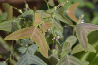 Christia vespertilionis - 10 seeds - very rare plant 2