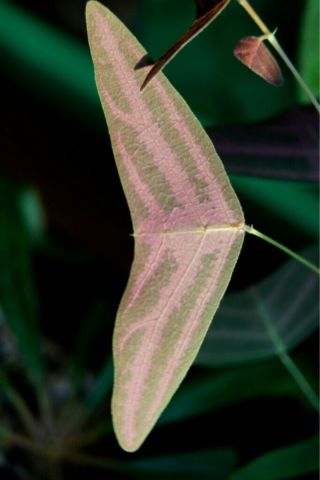 Christia vespertilionis - 10 seeds - very rare plant 3