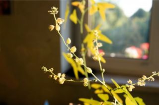 Christia vespertilionis - 10 seeds - very rare plant 5