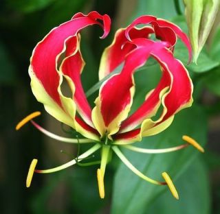 Flame Lily Bulbs Not Seed Rare Flower Garden Plant Red Yellow (5) Tubers