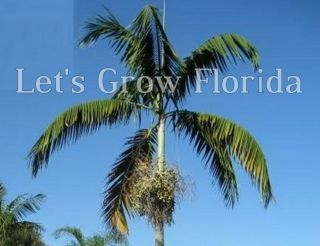 Veitchia Winin 1 Gal / 6 " Pot Palm Trees Live Rare Tropical