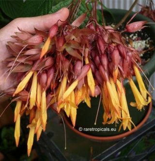 Deppea Splendens - 20,  Seeds - Very Rare Plant