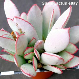 Adromischus Schuldtianus Pvb 2838 “karas Mt.  ” Red Edge Rare Succulent Plant 23/6