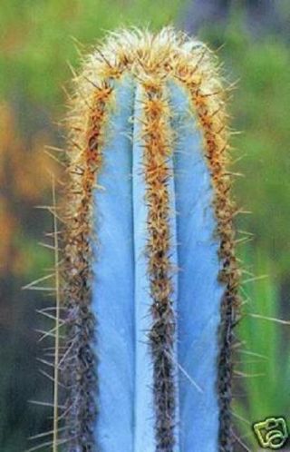 Pilosocereus Purpureus @j@ Exotic Color Columnar Rare Cacti Cactus Seed 50 Seeds