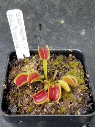 Rare Carnivorous Venus Flytrap Plant " Saw Tooth X Red Piranha "