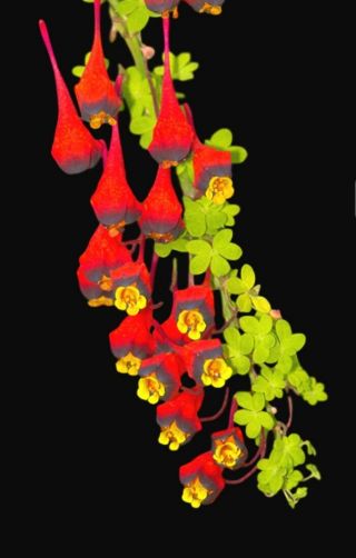 Big Tropaeolum Tricolor - Extremely Rare Bulbous Ornamental Plant,  Geophyte