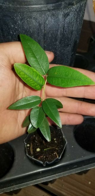 Rare Plinia Sp.  Grimal (large Fruit) Jaboticaba Tropical Fruit Seedling