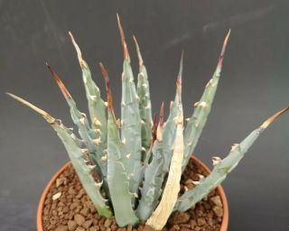 Agave Texensis Mega Rare 14cm Pot On Roots