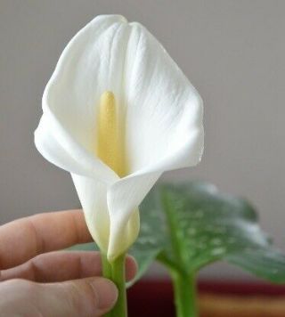 Hercules Calla - Zantedeschia - 10 Seeds - Very Rare Plant