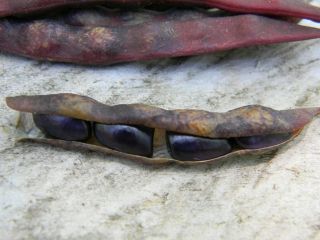 Blue Shackamaxon Bean Seeds Fresh 2018 20 Rare Native Bean Heirloom Non Gmo