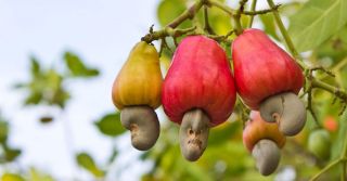 3 Seed Anacardium Occidentale Cashew Nut Tree Rare Tropical Fruit Fresh