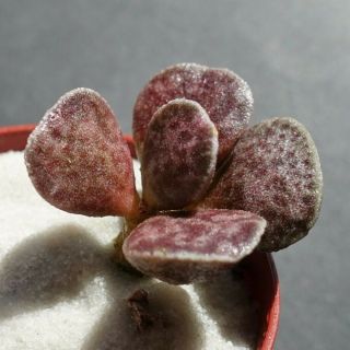 Adromischus Marianiae Hallii Purple Clone - Ultra Rare Succulent