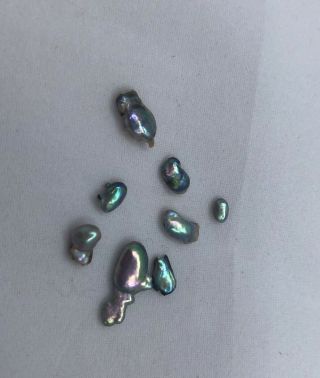8 Rare Natural Abalone Pearls