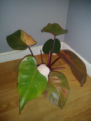 Rare Variegated Philodendron 