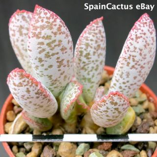 Adromischus Schuldtianus Ssp.  Schuldtianus “spotted” Rare Succulent Plant 30/6