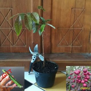 1 Plant Rare Red Dimocarpus Longan Grafted Fruit Tree Live,  Gift