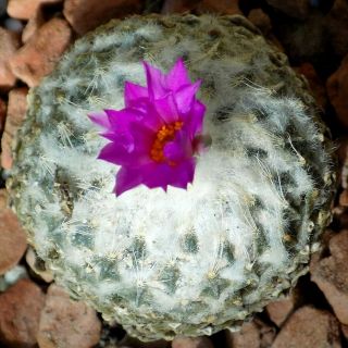 26.  Pelecyphora Strobiliformis 1,  97 " (5cm) Flower Own Root Rare Cactus