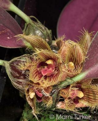 Rare Orchid Species Bulbophyllum Dayanum.  Big Plant.  Only One I Have