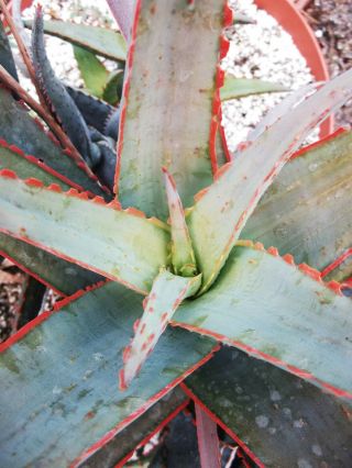 Aloe Cultivar Sunset @@ Exotic Hybrid Rare Color Succulent Cactus Seed 50 Seeds