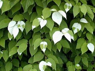 Actinidia Polygama Silver Vine 10 Seeds Extremely Rare